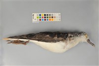 藏品(大水薙鳥)的圖片